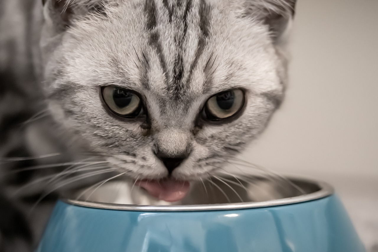 Comment nourrir votre chat?